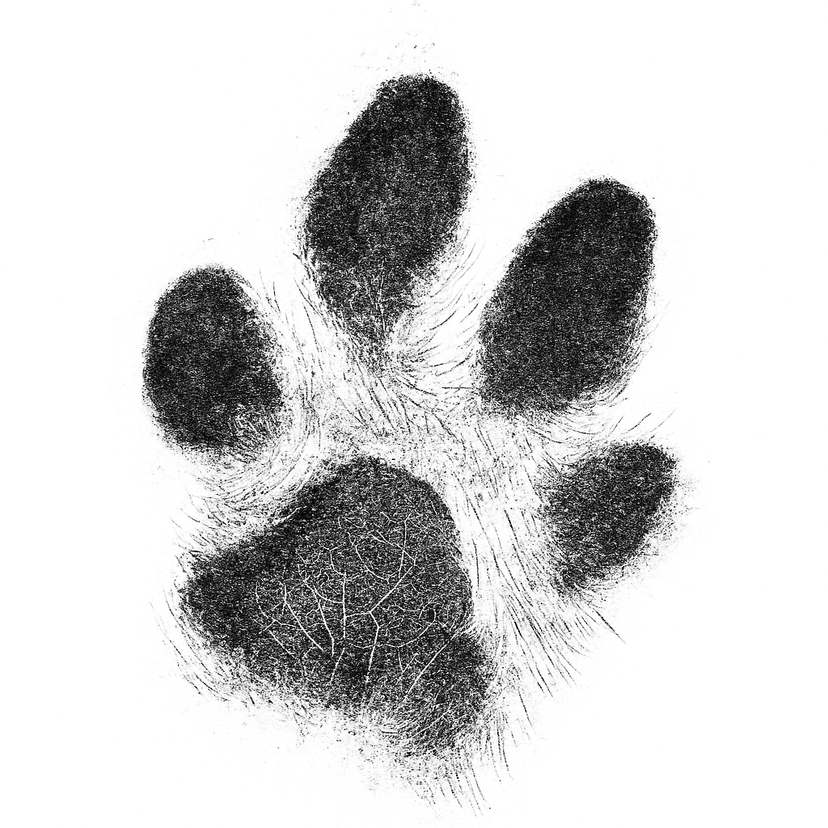 Crystal-clear paw print art